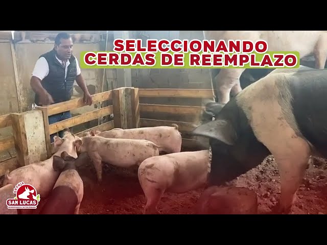 ¿Cómo y por qué debemos tener cerdas de reemplazo? | Granja San Lucas