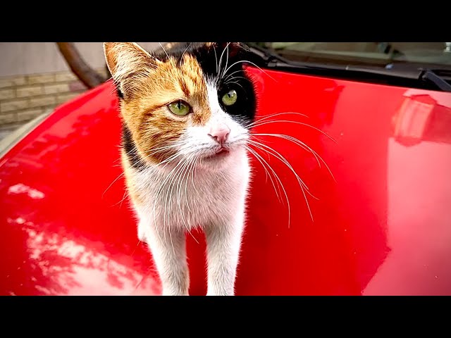 Adorable Tailless Cat DEMANDS Food From Me