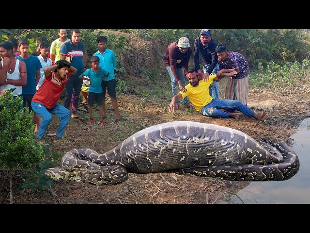 Anaconda Snake Attack Boys In Forest | An Anaconda Snake Attack Brief Story 49