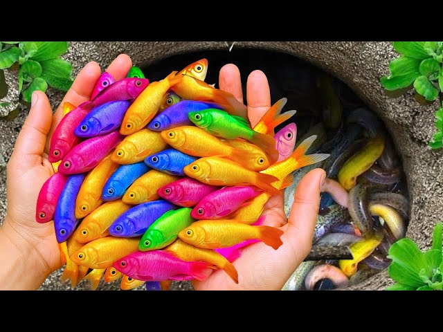 Catch beautiful aquarium fish in small pond: baby turtles, eels, nemo fish, cute fish, tadpoles.