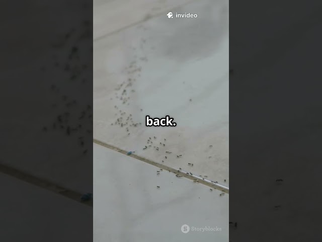 This Salt Trick DESTROYS Ant Trails Instantly 🧂🐜 #lifehacks #goviral#lifehack #hacksplosion#foodhack