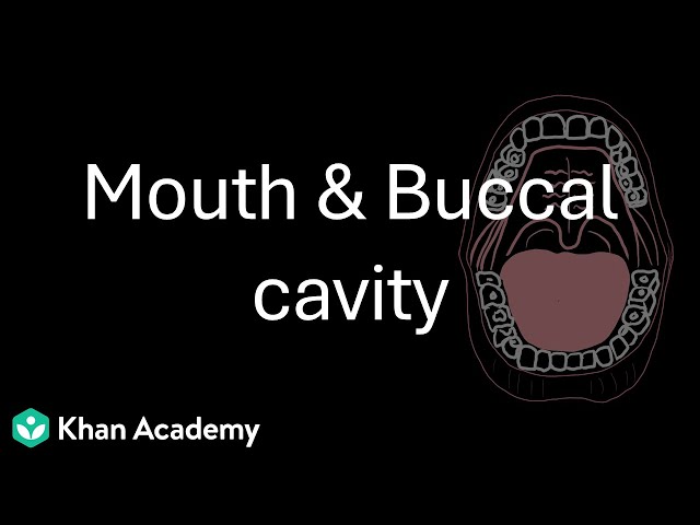 Mouth and Buccal Cavity | Digestion and absorption | Class 12 | Zoology | Telangana | Khan Academy