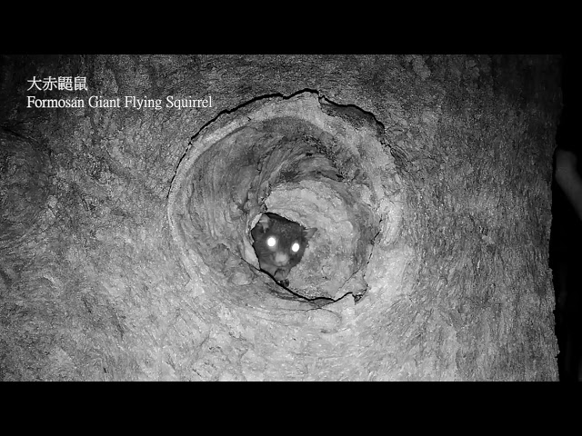 陽明山領角鴞繁殖大挑戰