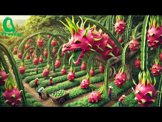 How ASIA is Harvesting Millions of DRAGON FRUITS | An Awesome Tradition of Asian Agricultural Farms
