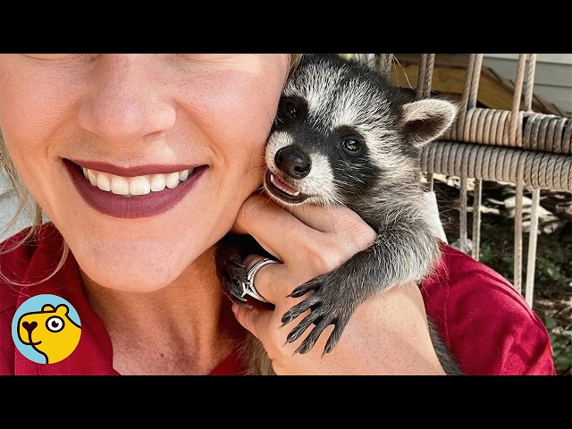 Baby Raccoon Raised With Kids Thinks She’s One of Them