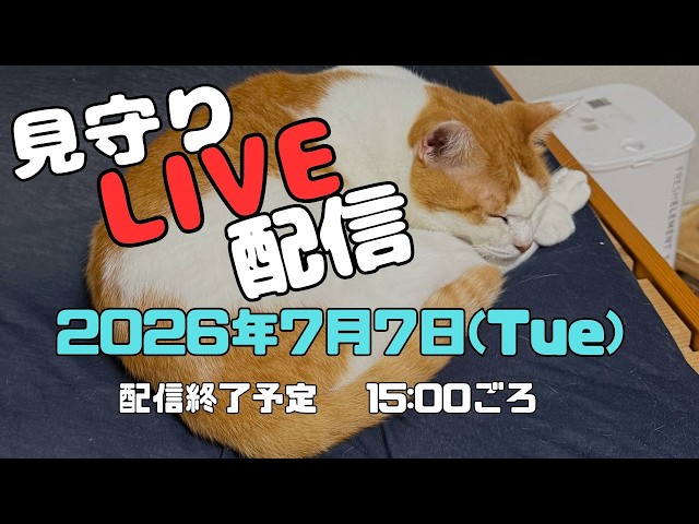 【生放送】お留守番つくしを覗き見ライブ🐾 / Relaxing Cat Live Stream & Lo-fi BGM from Japan