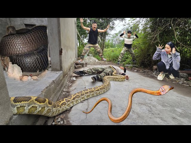 Brave Expert Rescue Ethnic Boy Attacked By Anaconda In Abandoned House