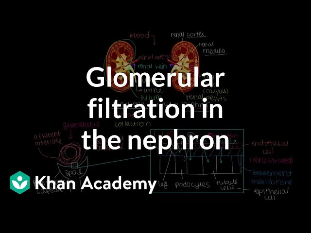 Glomerular filtration in the nephron | Renal system physiology | NCLEX-RN | Khan Academy