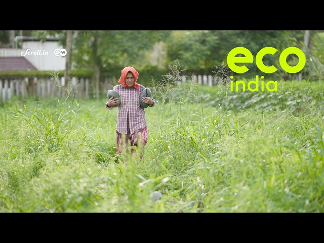 Eco India: How a Kerala community of chemical-free vegetable growers is achieving self-sufficiency