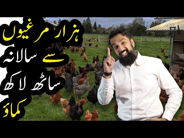Chicken Farming in Pakistan | Azad Chaiwala