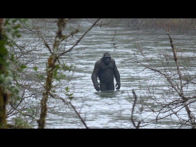 Trail Camera Footage That Could Finally Prove Bigfoot Exists - Part 2