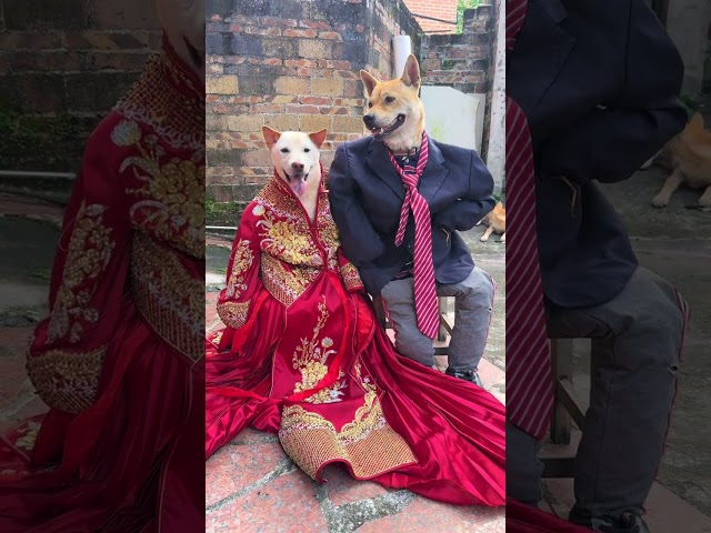 President Mao whats the occasion today Its so festive  #A Dogs Thoughts Are Written All Ov