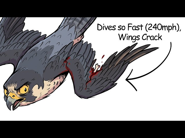 Why It Sucks To Be Born As a Falcon