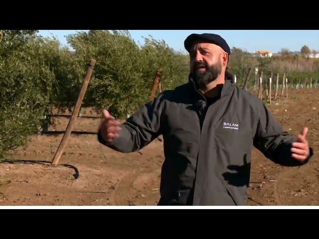 Sultana, la nueva variedad de aceituna que viene a revolucionar el olivar en alta densidad