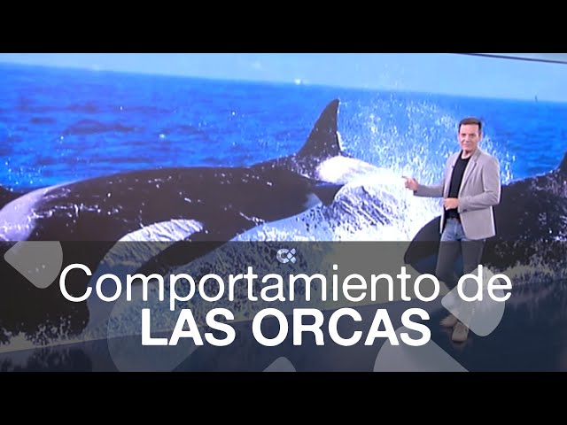 Orca behavior
