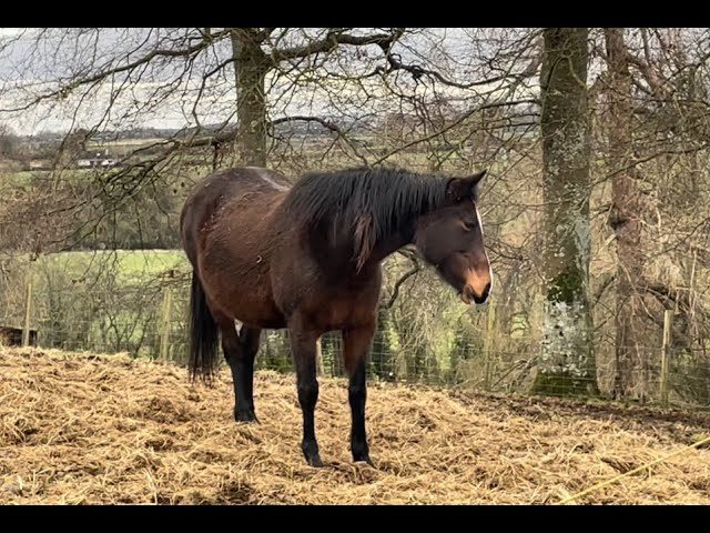 Yesterday electric fence didn’t working, today Java had to go back to vet