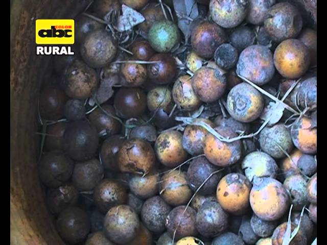Producción lechera (ABC RURAL)