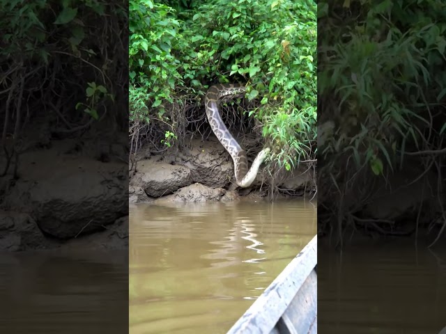 🐍 MASSIVE ANACONDA Drops Into Water RIGHT NEXT TO ME! #shorts