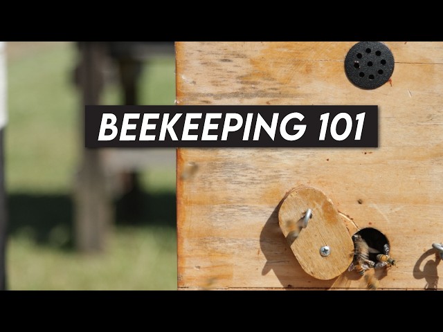 Should I start Beekeeping? Here's What You Need to Know...