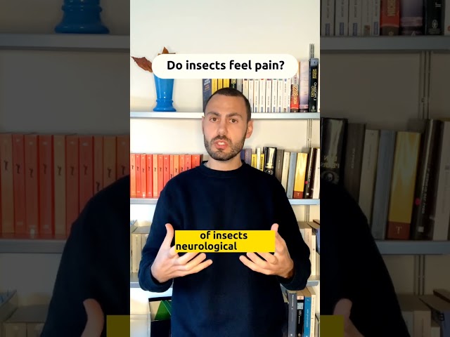 Do insects feel pain?