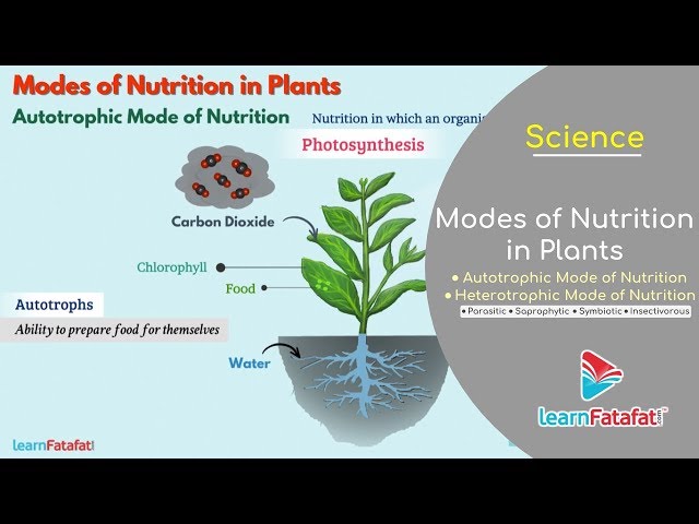 Nutrition in Plants Class 7 Science | Modes of Nutrition in Plants - Autotrophic and Heterotrophic