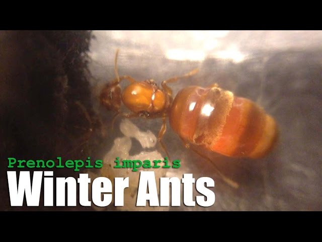 Winter Ants (Prenolepis imparis) False Honeypot Ants