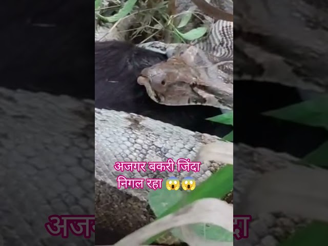 🐍 अजगर ने बकरे को जिंदा निगला, ग्रामीणों में मचा हड़कंप! 😱