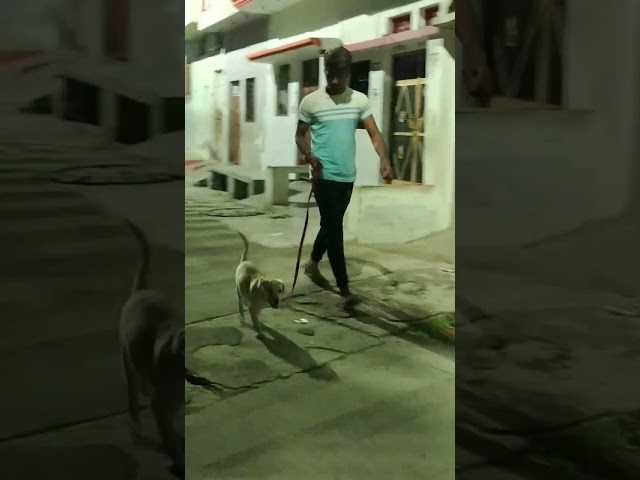 Jimmy the labrador 😆 😳 #jimmy #puppy #labrador #cutedog #shortsvideo