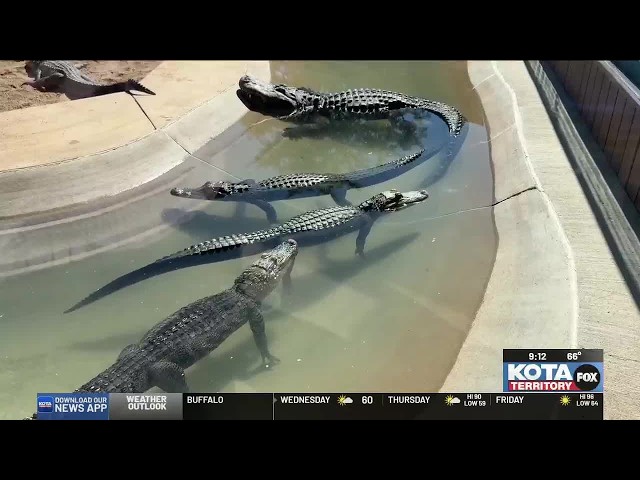 Reptile Gardens reflects on recovery as summer season winds down