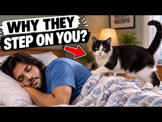 Why Does Your Cat Wake You Up at 3 AM? 🐱 7 Cat Behaviors Explained