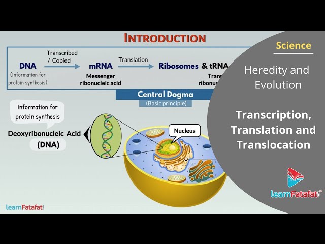 Heredity and Evolution Class 10 Science SSC - Transcription, Translation and Translocation