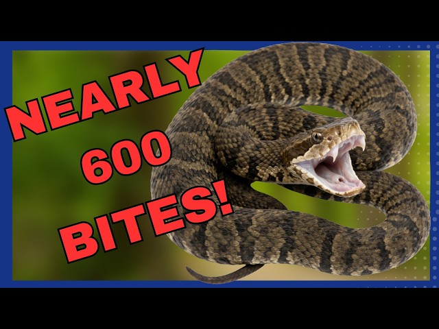 NC Slithers Toward 600 Venomous Snakebites in 2026