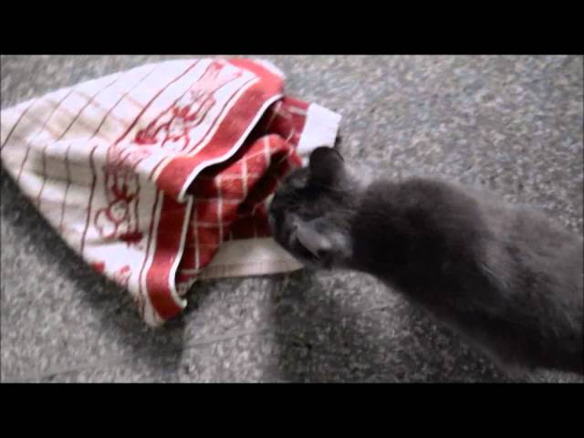 Buffy Kong Catnip Spray Review MonsterPetSupplies.co.uk