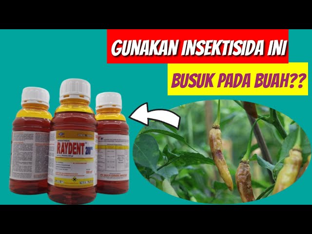 PLANTS AFFECTED BY FRUITS? try using RAYDENT insecticide