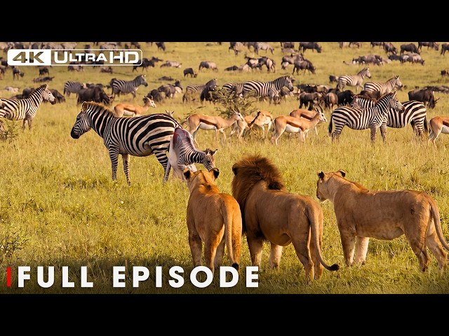 African Savannah | From Deserts to Grasslands | FULL EPISODE | Wildlife Documentary