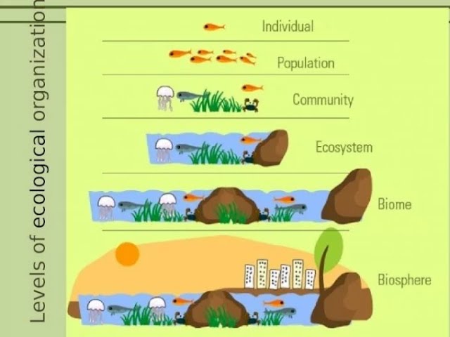 Individual Species, Populations, Communities, Ecosystems, and Biomes. A Full Ecology lesson. 7.EC.5A