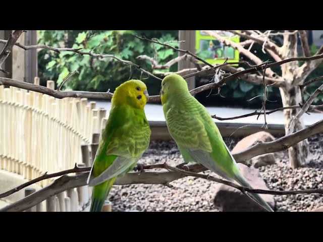 The Love Birds/Beautiful and colorful birds/Baakjimiuh47