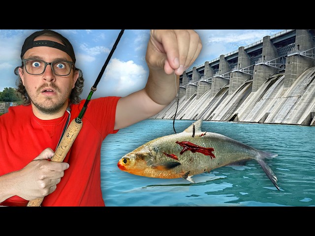 Giant Fish Live at This Spillway!