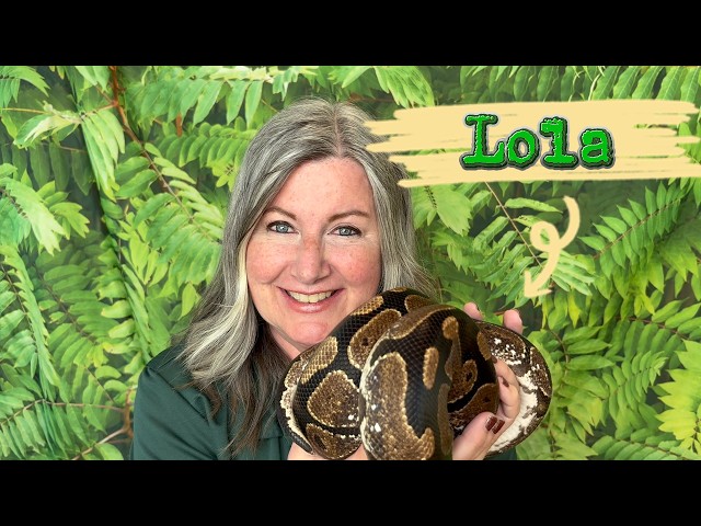 Meet Lola the royal python!