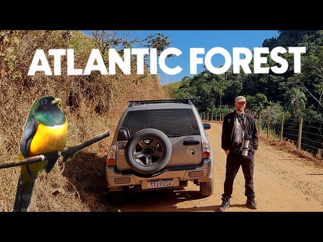 I Explored Brazil’s Most Biodiverse Birding Hotspot (200 Species in 3 Days)