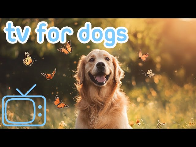 DOG TV ENTERTAINMENT | Birds & Nature Videos for Bored Dogs!