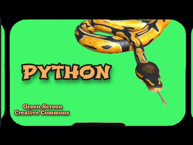 SNAKE PYTHON video Green Screen footage. Chromakey animation GREEN SCREEN.