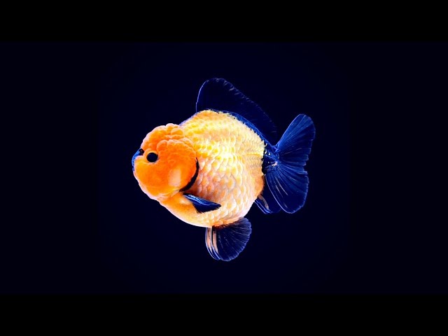 The Best Short Tail Oranda Collection