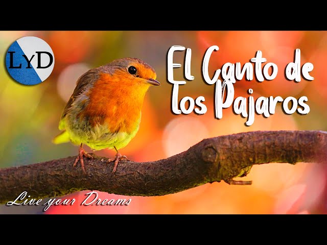 4 HORAS de Sonidos Relajantes de Pájaros Cantando 🐦 El Canto de las Aves, la Naturaleza y el Bosque