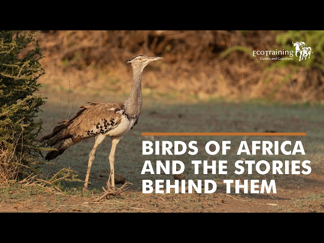 Do you know the birds of Africa? l EcoTraining