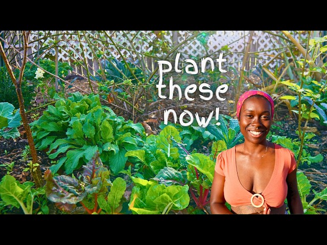 What to Plant in Florida Right Now (March/April) | Zone 9B/10A Garden Guide
