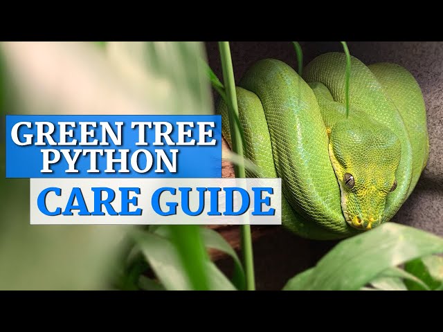 Green Tree Python In-Depth Care Guide