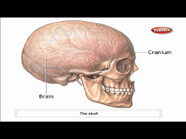 Cbse 5th CBSE SCIENCE | Skeletal System | NCERT | CBSE Syllabus | Animated Video