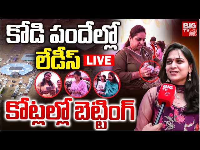 Ladies In Bhimavaram Kodi Pandalu 2026 LIVE | 1000 కోట్ల బెట్టింగ్.. కోడి పందేల్లో లేడీస్ హవా |BIGTV