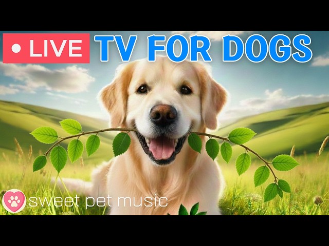 🔴24 Hours of Dog TV🎵🐶Calming Music for Dog Sleep🐶💕Soothing Music for Dog Anxiety and Stress Relief